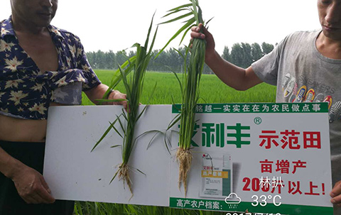 艾利丰PLUS见证12